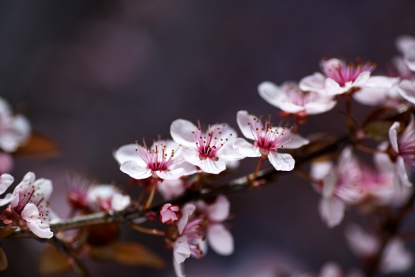 Spring Blossom Pinks and Blues by Joy Watson